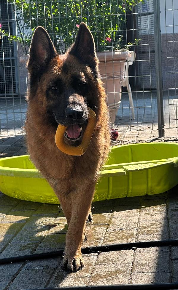 IBRA BELLISSIMO PASTORE TEDESCO Foto 3